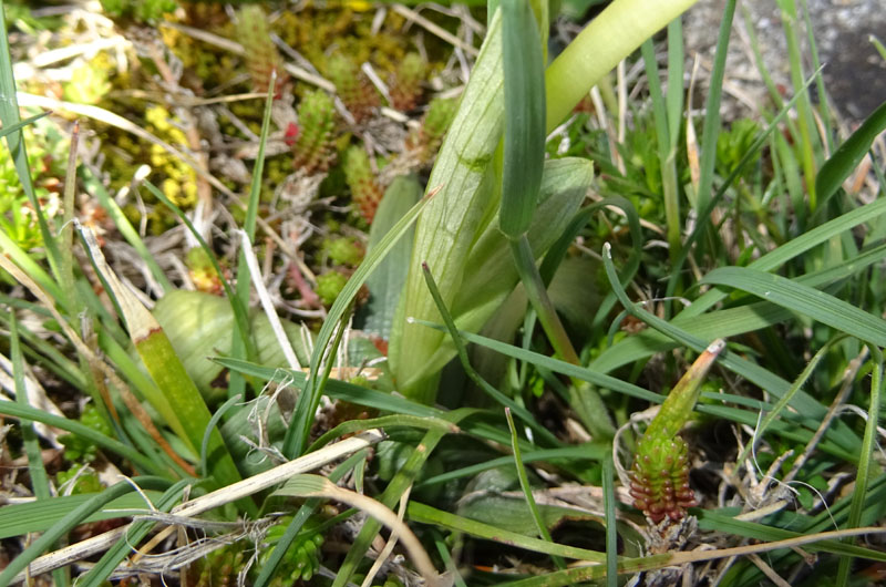la mia prima..... Ophrys sphegodes